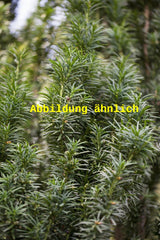 Genaues Foto für Taxus media 'Straight Hedge' folgt; dieses ähnliche Bild dient der Illustration von Spalier-Eibe