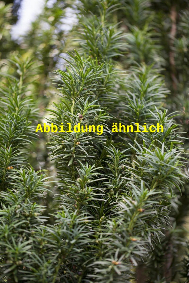 Bild wird ergänzt für Taxus media 'Straight Hedge' (Spalier-Eibe)