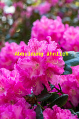 Genaues Foto für Rhododendron williams. 'Görlitz' folgt; dieses ähnliche Bild dient der Illustration von Williams. -Rhododendron 'Görlitz'