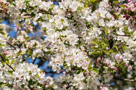 Malus 'Red Sentinel' mit Blüte, erhältlich von 60-100 bis 450-650 cm; Einsatz: ;;ab 16,60 Euro