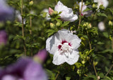 Hibiscus syriacus 'China Chiffon'; hier mit Blüte; lange Blütezeit; Einsatzmöglichkeit z.B. : Solitärpflanze; verfügbar in 12 Größen und Varianten;;ab 33,30 Euro