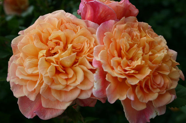 Rosa 'Aloha' KL mit Blüte; Einsatz: ;;ab 11,80 Euro