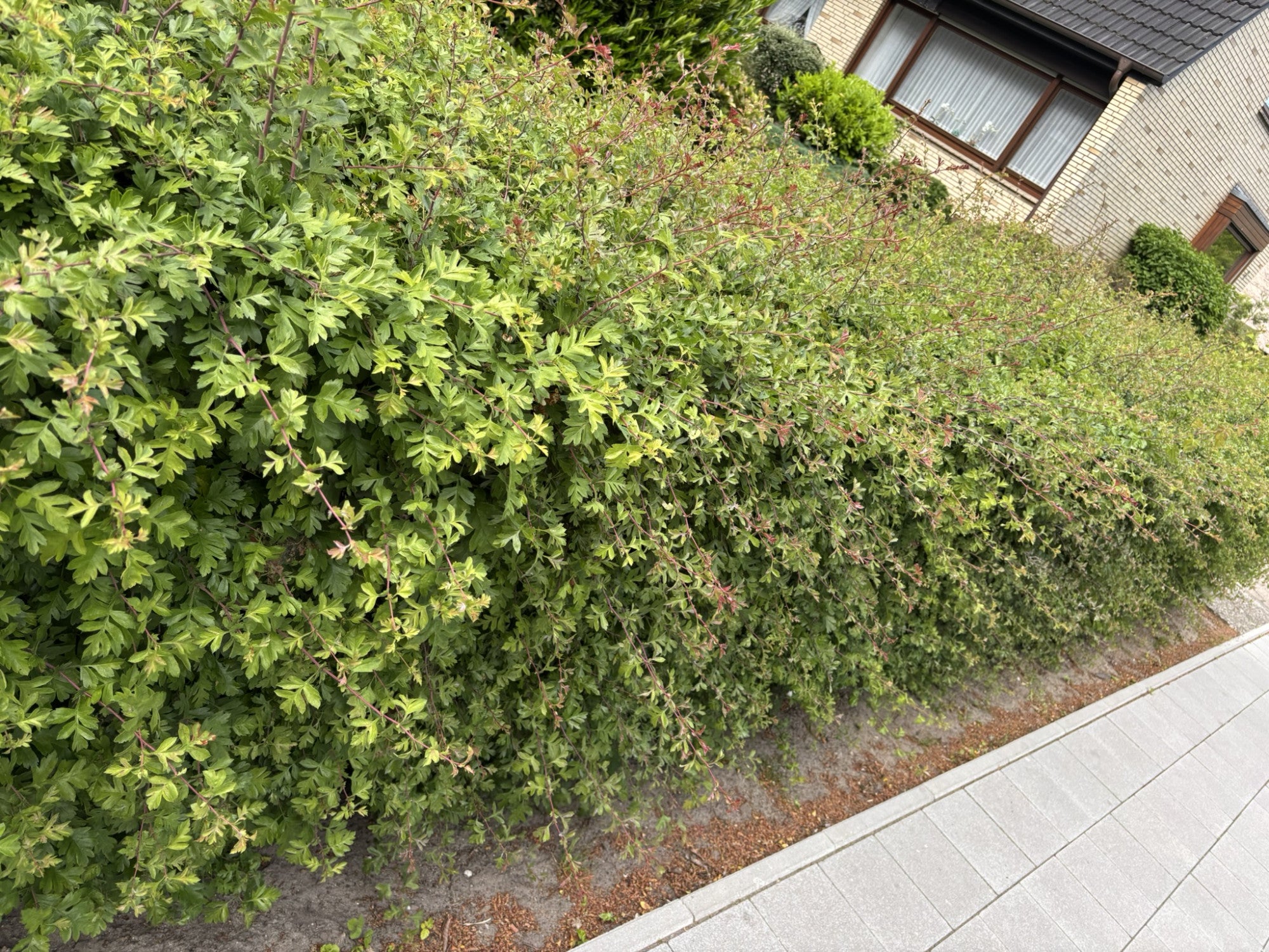 Crataegus monogyna (Eingriffeliger Weißdorn)