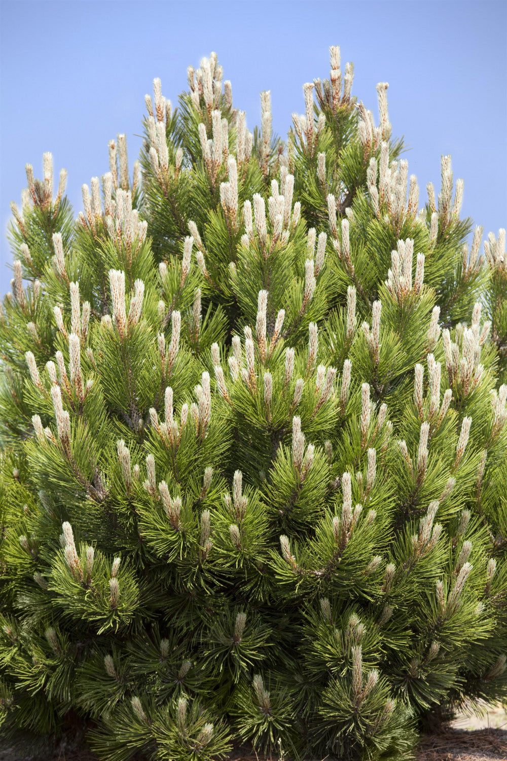 Pinus mugo , erhältlich von 20-30 bis 150-175 cm;;ab 0,93 Euro