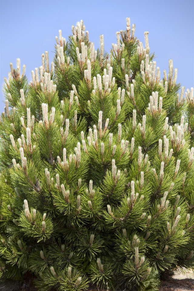 Pinus mugo , erhältlich von 20-30 bis 150-175 cm;;ab 0,93 Euro