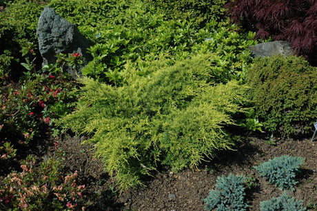 Juniperus media 'Gold Coast' , erhältlich von 15-20 bis 60-80 cm;;ab 14,80 Euro