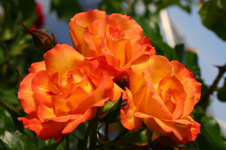 Rosa 'Bonanza' STR mit Blüte; Einsatz: ;;ab 8,10 Euro