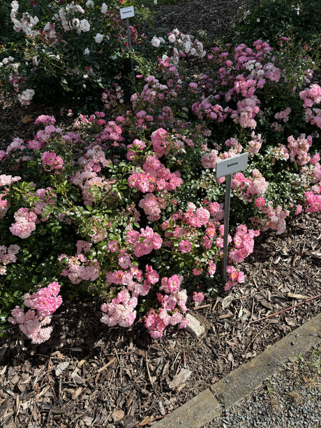 Rosa 'Satina' BDR als Pflanze im Beet; Einsatz: ;;ab 8,10 Euro