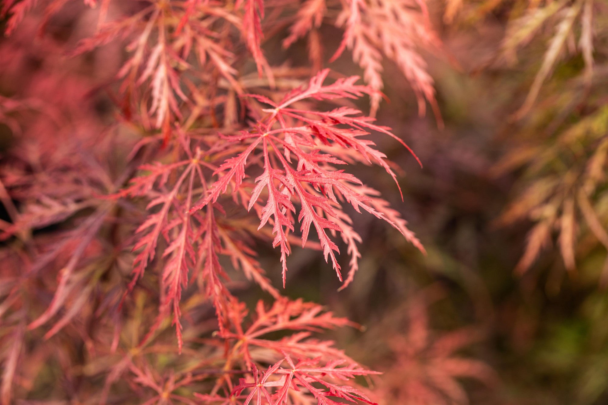 Acer palmatum 'Dissectum Garnet' (Dunkelroter Schlitzahorn 'Garnet')
