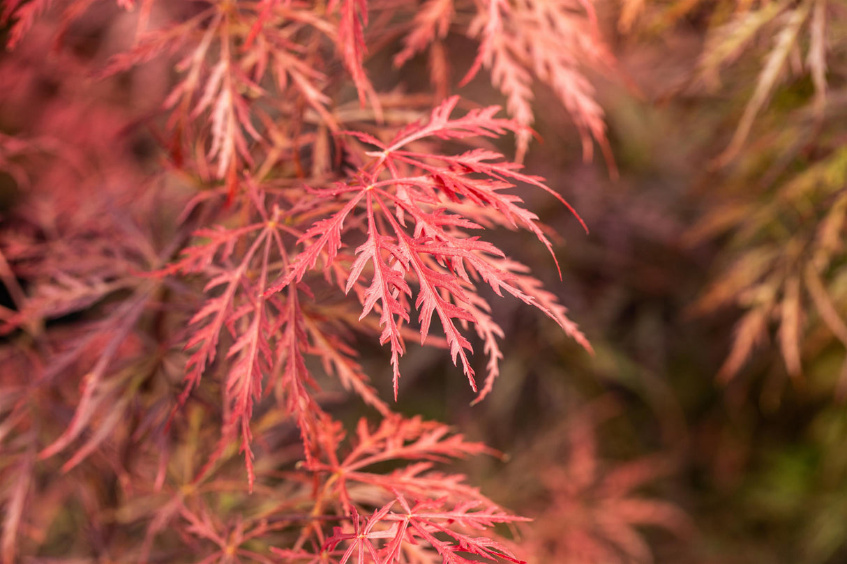 Acer palmatum 'Dissectum Garnet' mit Herbstlaub, erhältlich von 40-50 bis 60-70 cm; Einsatz: ;;ab 69,00 Euro