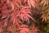 Acer palmatum 'Dissectum Garnet' mit Herbstlaub, erhältlich von 40-50 bis 60-70 cm; Einsatz: ;;ab 69,00 Euro