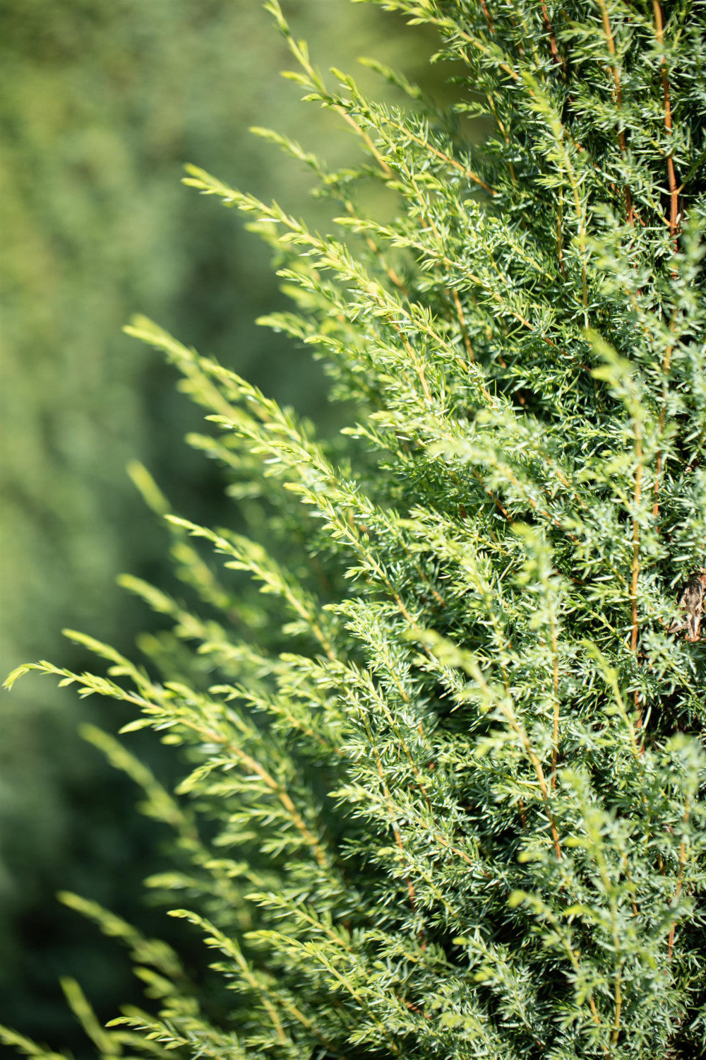 Juniperus com. 'Hibernica' , erhältlich von 30-40 bis 200-225 cm;;ab 19,40 Euro