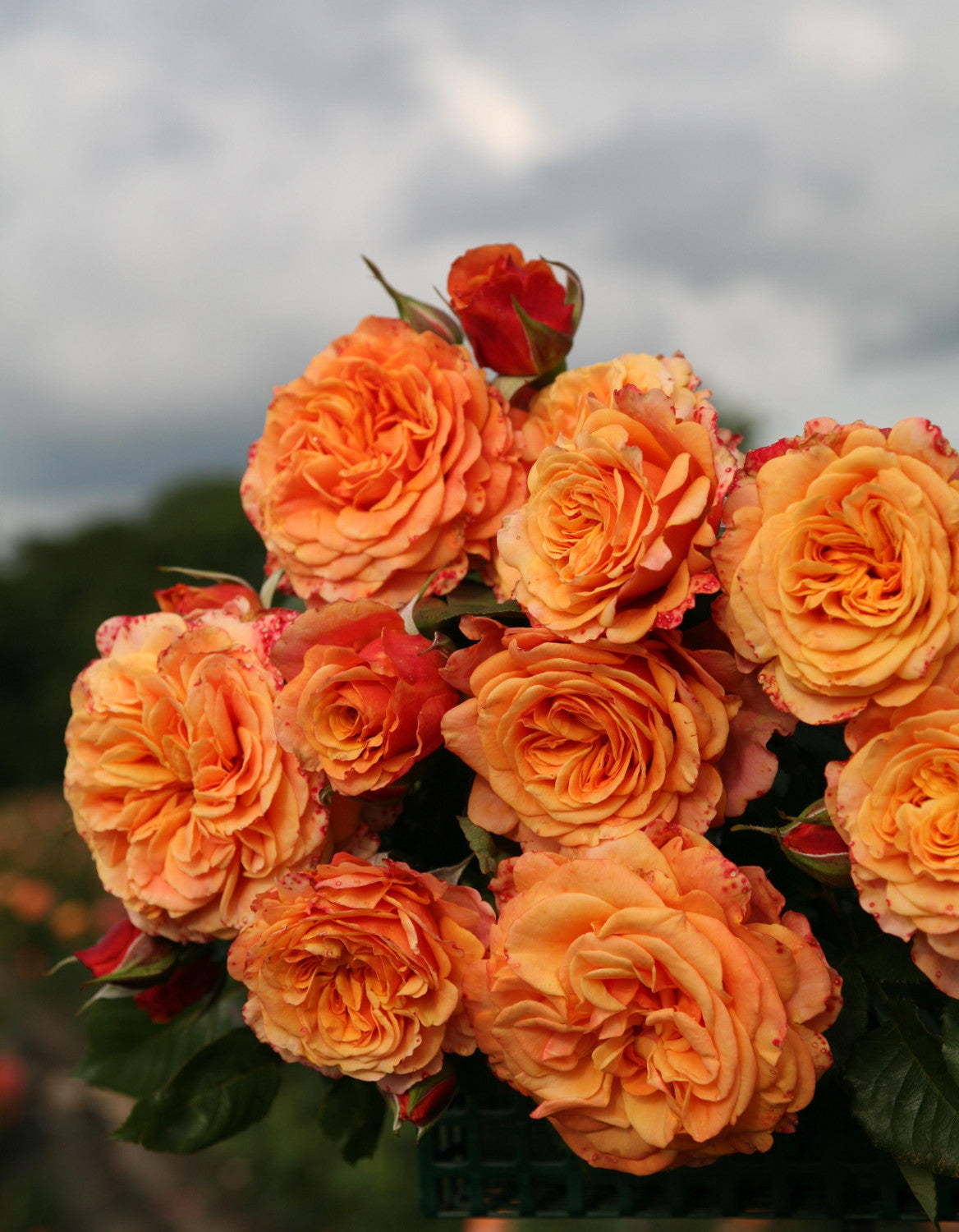 Rosa 'La Villa Cotta' STR mit Blüte; Einsatz: ;;ab 10,90 Euro
