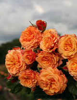 Rosa 'La Villa Cotta' STR; hier mit Blüte; lange Blütezeit; Einsatzmöglichkeit z.B. : Einzelstellung;;ab 15,00 Euro