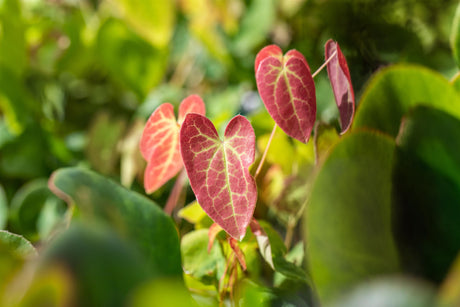 Epimedium x versicolor 'Sulphureum' mit Belaubung; Einsatz: ;;ab 4,70 Euro