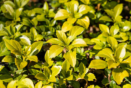 Pachysandra terminalis 'Green Carpet' , erhältlich von 3-4 bis 5-7 cm;;ab 3,25 Euro