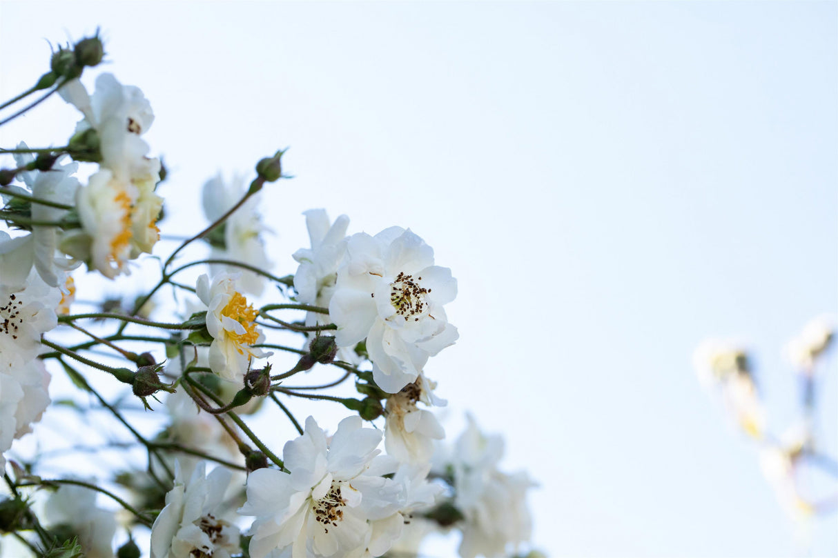 Rosa multiflora mit Blüte, erhältlich von 40-70 bis 100-150 cm; Einsatz: ;;ab 2,12 Euro