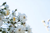 Rosa multiflora mit Blüte, erhältlich von 40-70 bis 100-150 cm; Einsatz: ;;ab 2,12 Euro