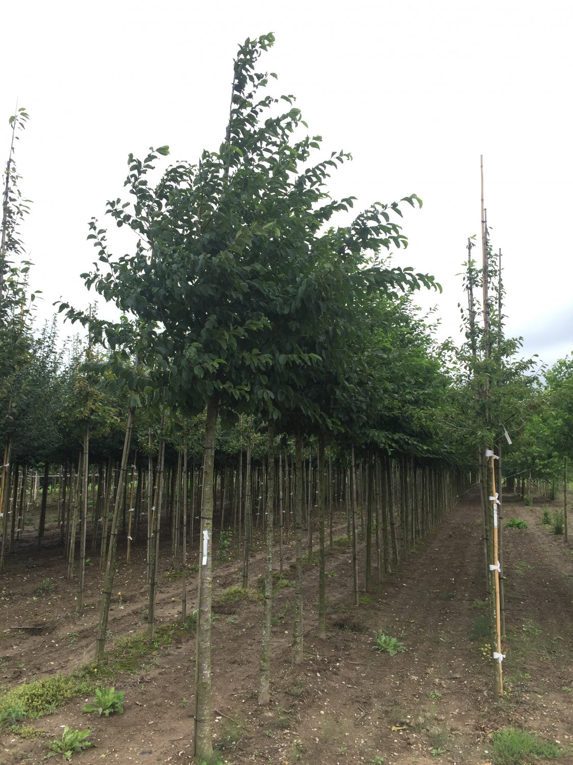 Ostrya carpinifolia , erhältlich von 270-330 bis 450-650 cm;;ab 347,00 Euro