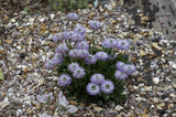 Globularia punctata; hier mit Blüte; pflegeleicht; Einsatzmöglichkeit z.B. : Steingärten;;ab 0,00 Euro