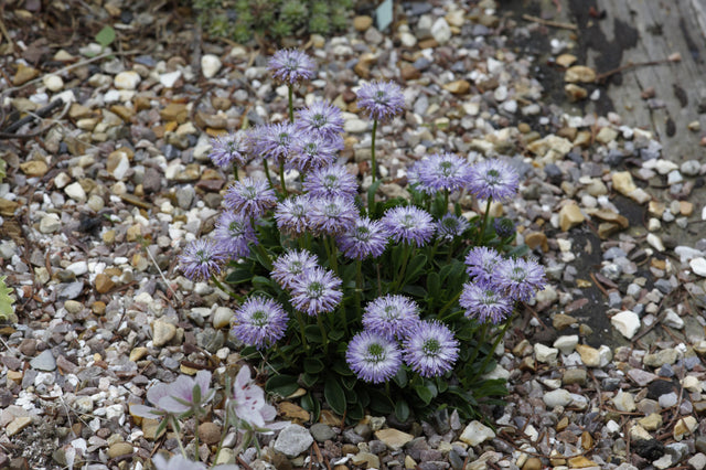 Globularia punctata mit Blüte; Einsatz: ;;ab 5,40 Euro