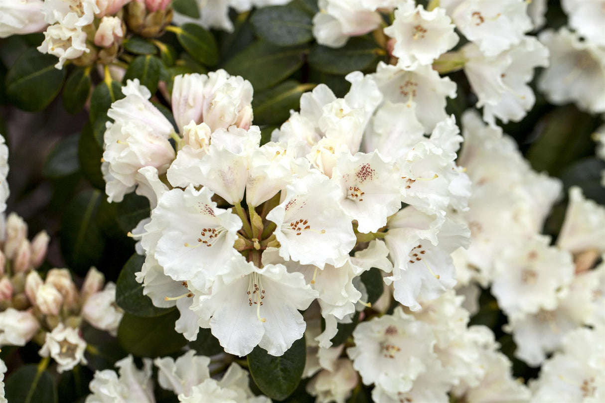 Rhododendron williams. 'Gartendir. Rieger' mit Blüte, erhältlich von 30-40 bis 60-70 cm; Einsatz: ;;ab 36,50 Euro