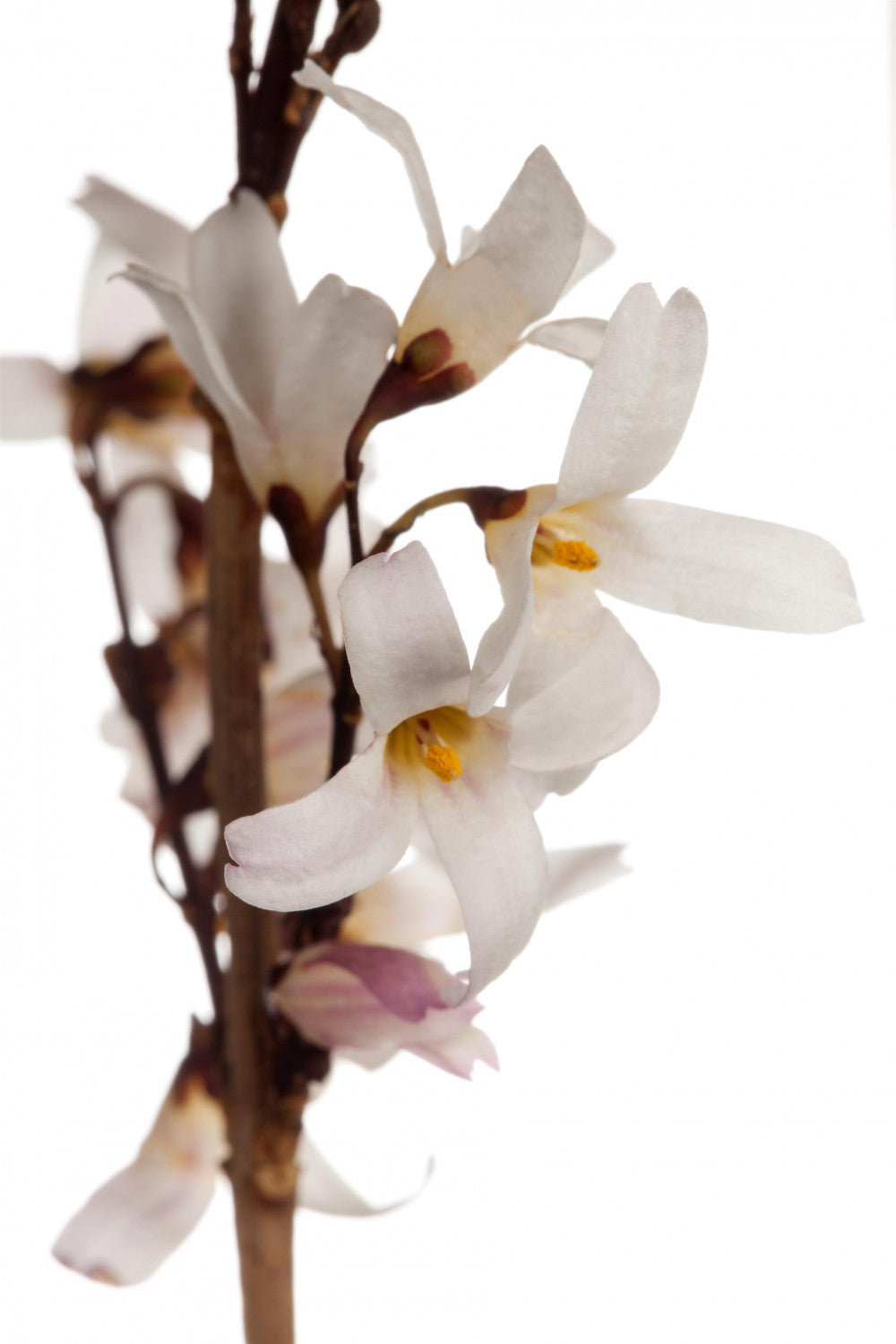 Abeliophyllum distichum , erhältlich von 40-60 bis 60-80 cm;;ab 36,50 Euro