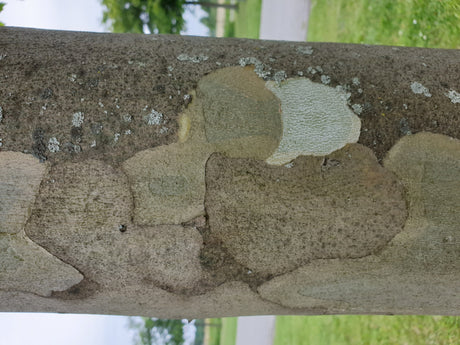 Platanus hispanica; Rinde; stadtklimafest; Einsatzmöglichkeit z.B. : stadtklimafeste Pflanze;;ab 33,30 Euro