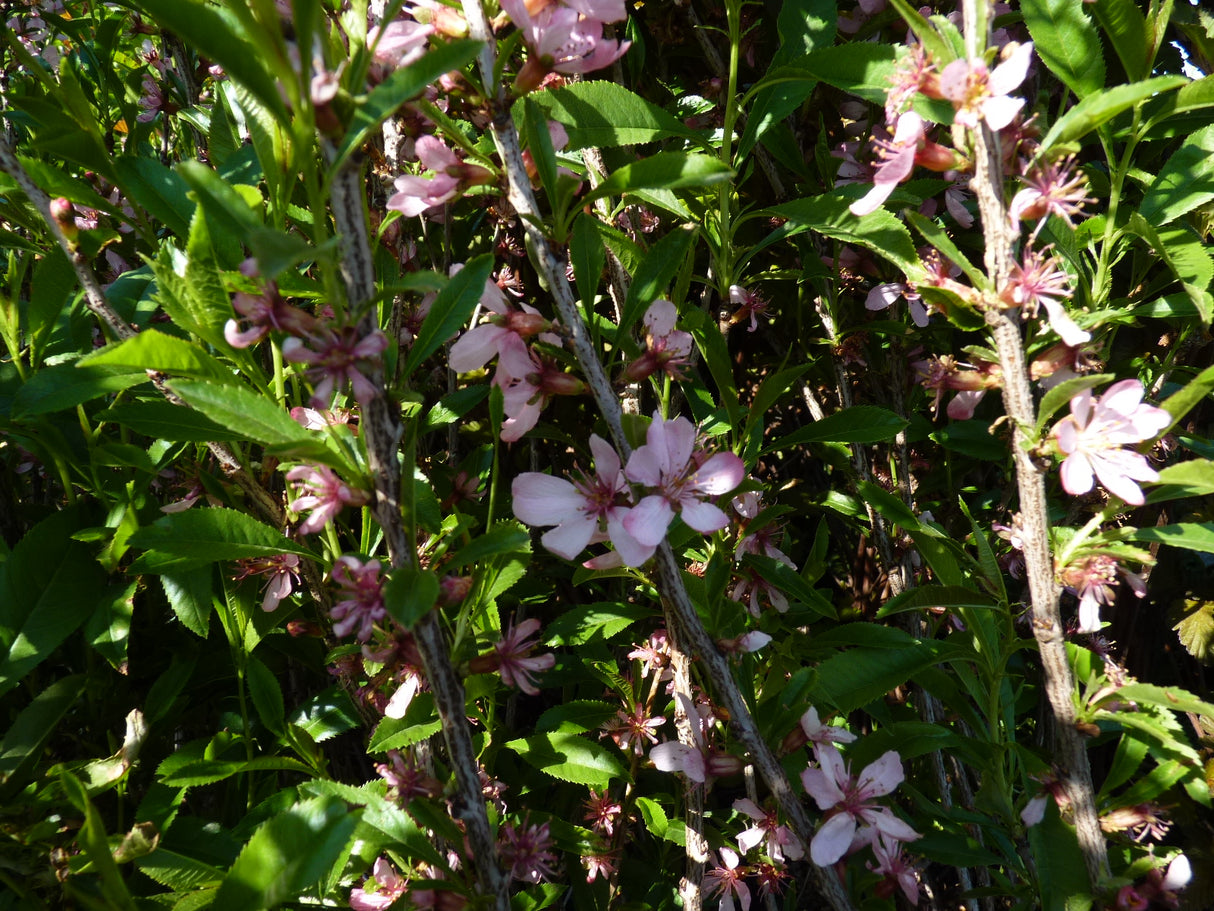 Prunus tenella mit Blüte; Einsatz: Steingartenpflanzewinterhart;;mit zeitnaher Lieferung