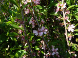Prunus tenella mit Blüte; Einsatz: Steingartenpflanzewinterhart;;mit zeitnaher Lieferung