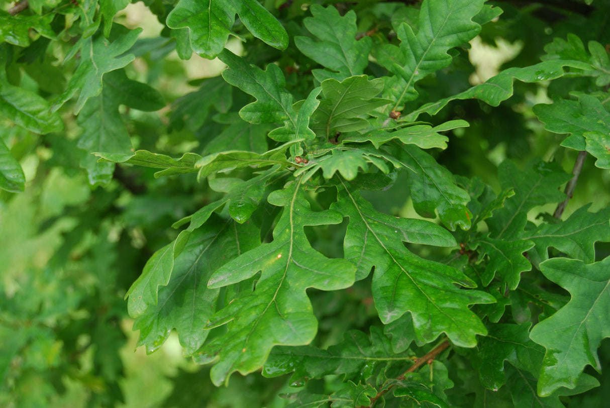 Quercus robur VkG 1 mit Belaubung; Einsatz: ;;ab 2,01 Euro