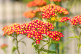 Achillea millefolium 'Paprika'; hier mit Blüte; lange Blütezeit; Einsatzmöglichkeit z.B. : Steingärten;;ab 0,00 Euro