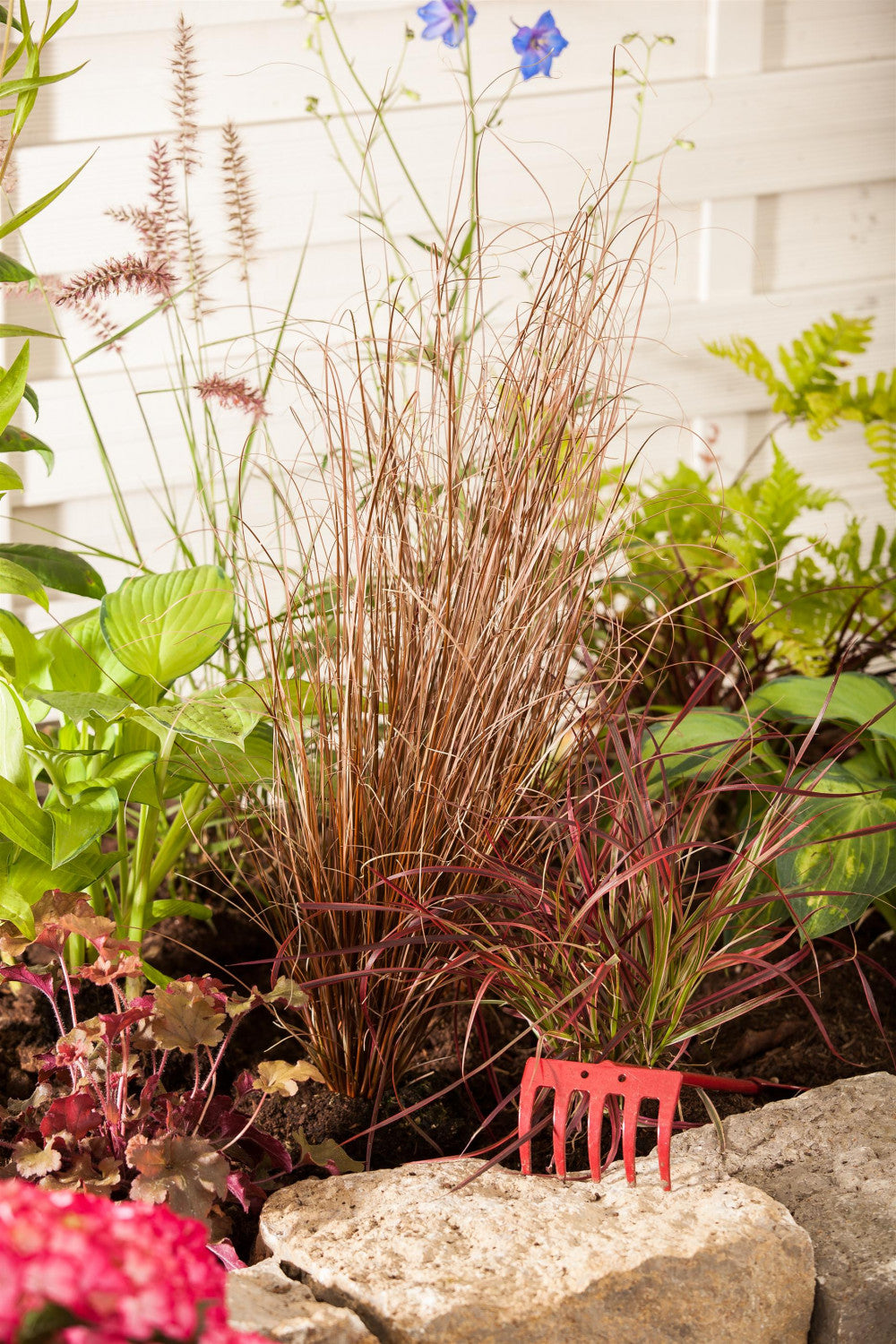 Carex buchananii (Fuchsrote Neuseeland-Segge)