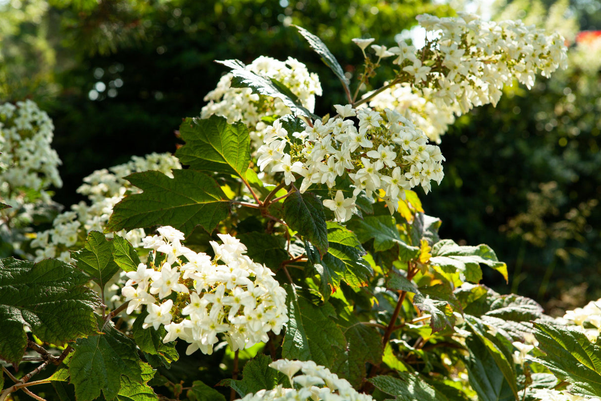 hortensie quercifolia , erhältlich als: Solitärwinterhart;;günstig mit Qualität