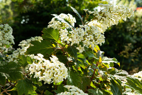 hortensie quercifolia , erhältlich als: Solitärwinterhart;;günstig mit Qualität