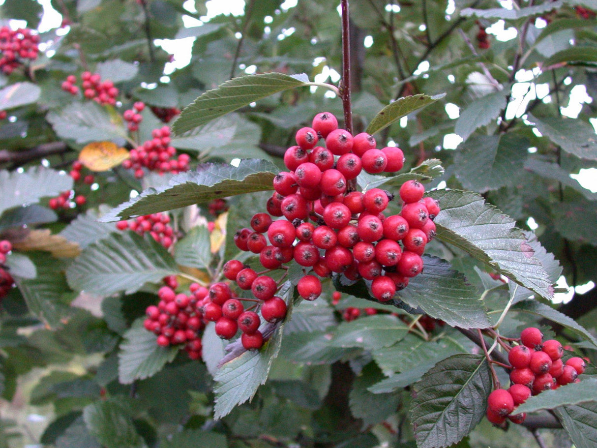 Sorbus aria mit Früchten, erhältlich von 50-80 bis 450-650 cm; Einsatz: ;;ab 2,35 Euro