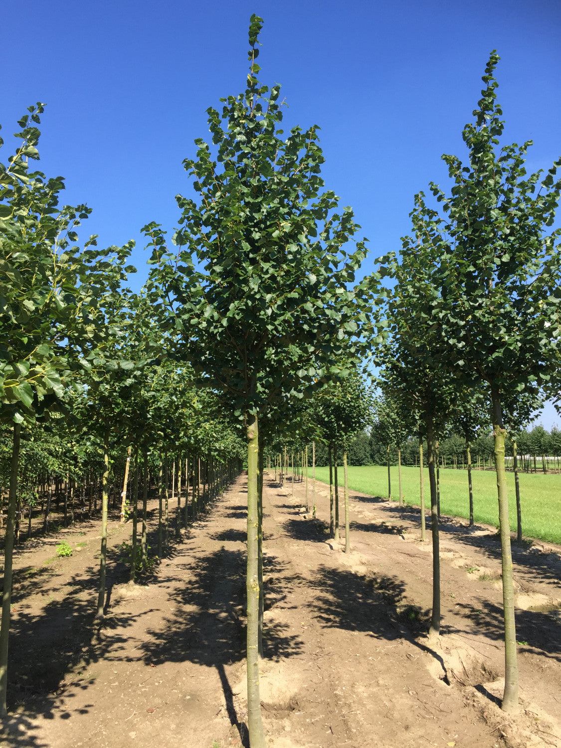 Tilia cordata 'Erecta' , erhältlich von 270-330 bis 450-650 cm;;ab 221,00 Euro