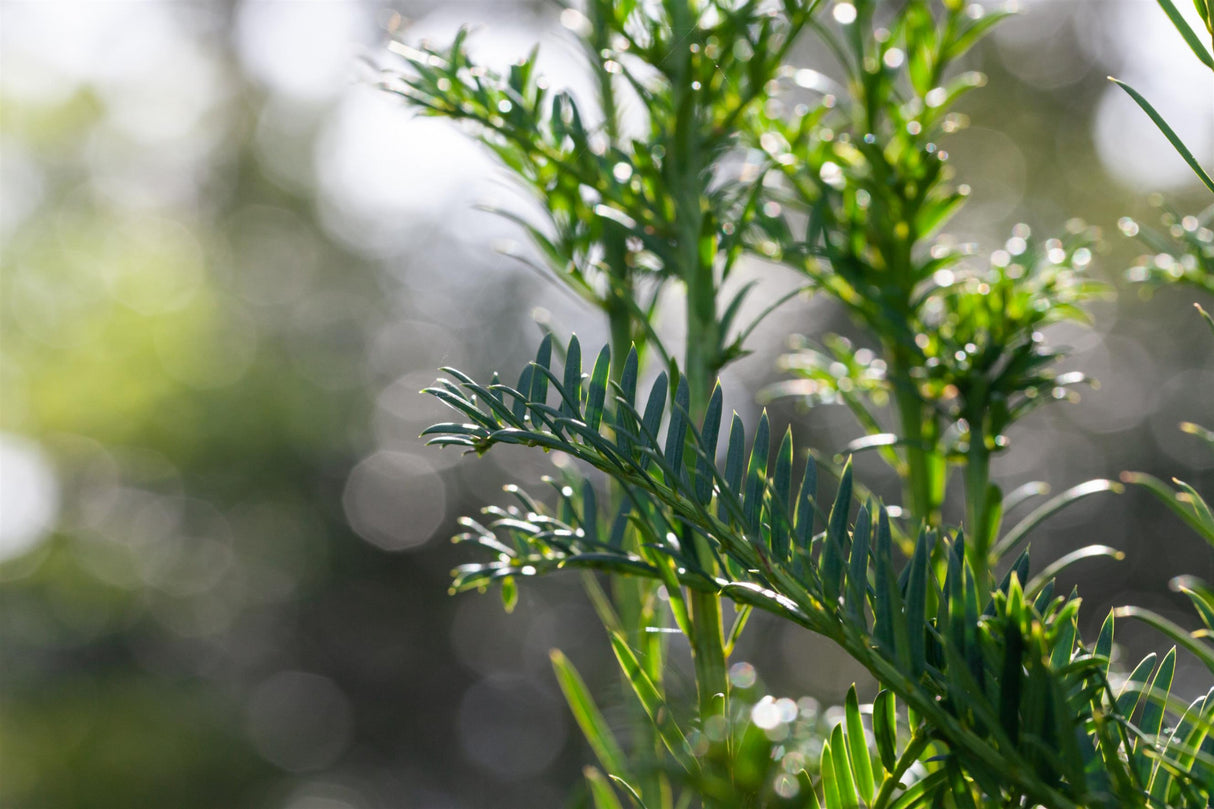 Taxus baccata 'Fastigiata' mit Sommerbelaubung; Einsatz: ;;ab 39,40 Euro