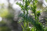 Taxus baccata 'Fastigiata' mit Sommerbelaubung; Einsatz: ;;ab 39,40 Euro