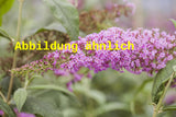 Genaues Foto für Buddleja davidii 'Charming' folgt; dieses ähnliche Bild dient der Illustration von Sommerflieder 'Charming'