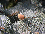 Picea pungens glauca mit Früchten, erhältlich von 15-30 bis 200-225 cm; Einsatz: ;;ab 0,75 Euro