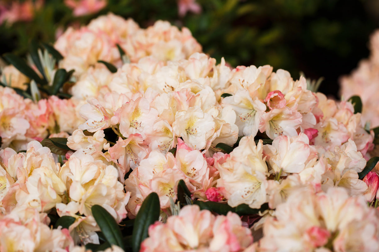 Rhododendron yak. 'Loreley' mit Blüte, erhältlich von 25-30 bis 50-60 cm; Einsatz: ;;ab 36,50 Euro