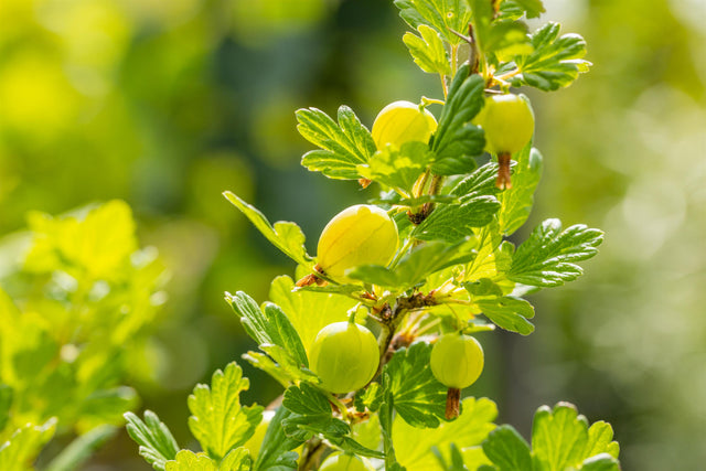 Ribes uva-crispa, grün mit Früchten, erhältlich von 3- bis 80-90 cm; Einsatz: , ;;ab 11,80 Euro