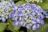 Hydrangea macrophylla 'Ayesha'; hier mit Blüte; lange Blütezeit; Einsatzmöglichkeit z.B. : Solitär; verfügbar in 2 Größen und Varianten;;ab 76,50 Euro