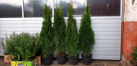 Thuja occidentalis 'Smaragd'; hier im Topf; dicht verzweigt; Einsatzmöglichkeit z.B. : Vogelschutzhecke;;ab 13,40 Euro