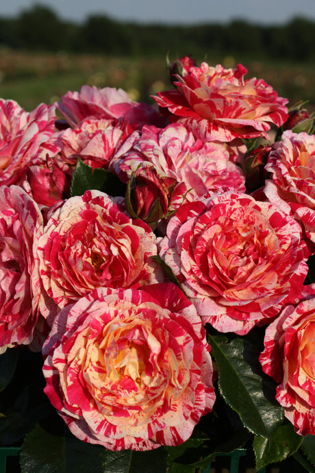 Rosa 'Abracadabra' BT mit Blüte; Einsatz: ;;ab 9,50 Euro