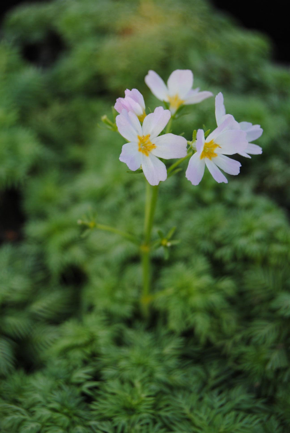 Hottonia palustris mit Blüte; Einsatz: ;;ab 3,35 Euro