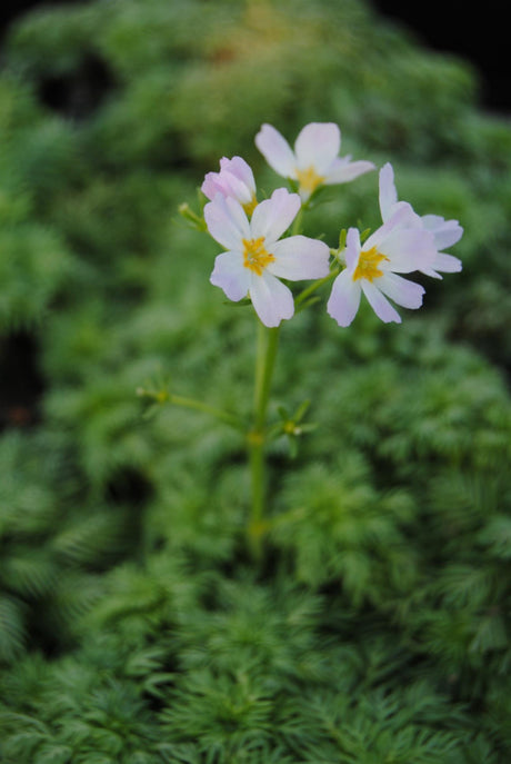 Hottonia palustris mit Blüte; Einsatz: , ;;ab 2,94 Euro