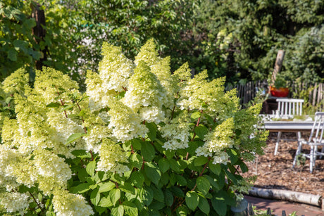 Hydrangea paniculata 'Grandiflora' als Pflanze im Beet, erhältlich von 40-60 bis 125-150 cm; Einsatz: ;;ab 16,40 Euro