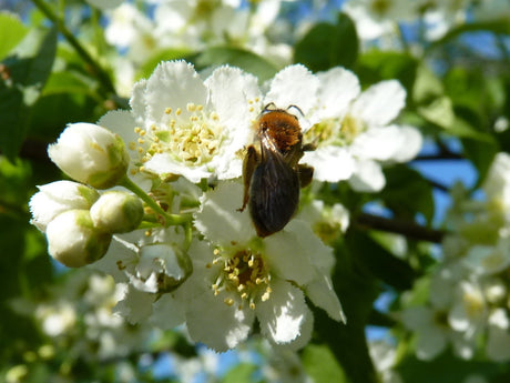 Vogel-Kirsche; hier mit Blüte; pflegeleicht; Einsatzmöglichkeit z.B. : Heckenpflanze; erhältlich mit Stammumfang von ab 5 bis 20-25 cm;;günstig mit Qualität